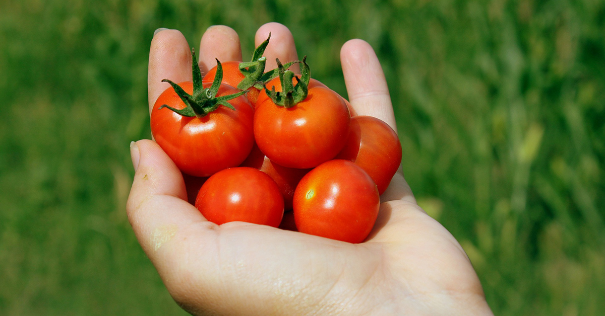 「神奇的蔬中之果」－番茄