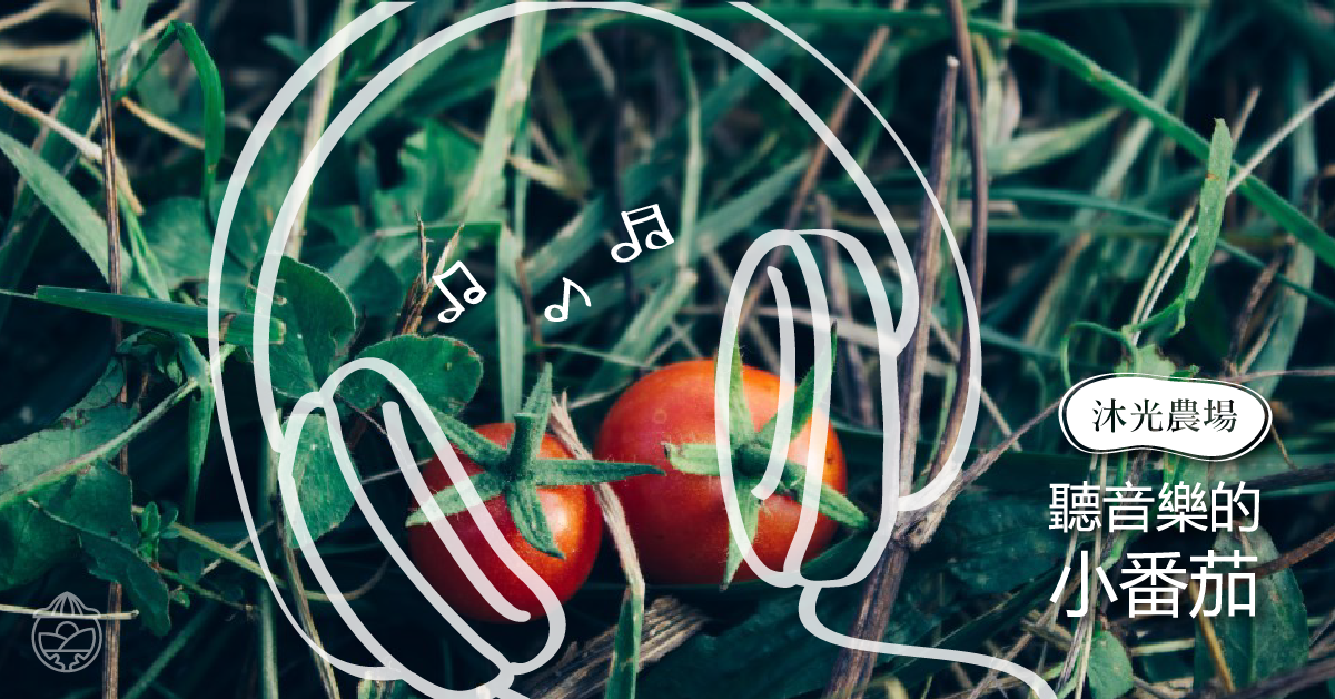 (產季外)【番茄王子－黃文慶】沐光農場聽音樂的小蕃茄