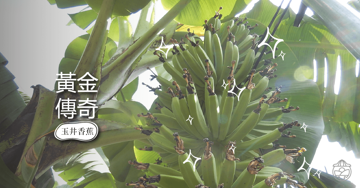 【黃金傳奇】台灣香蕉的神奇魅力