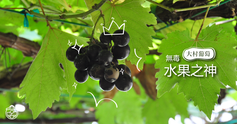 【無毒水果之神】大村鄉神祕的紫色葡萄