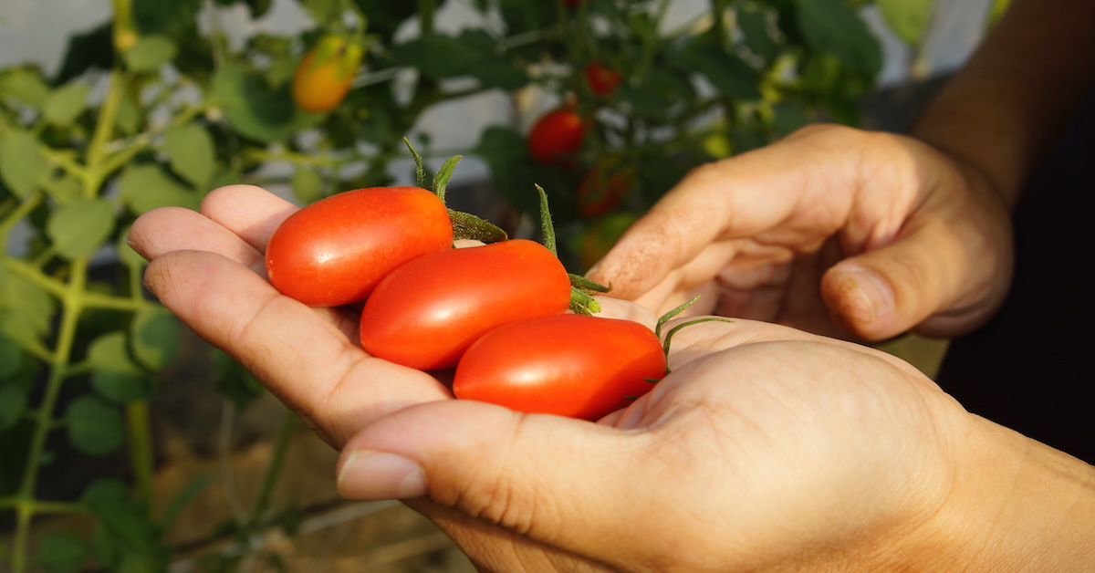 如何挑選小番茄｜小番茄品種剖析