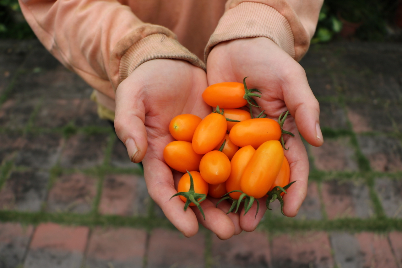 【冬季限定】供不應求的橙蜜香小番茄
