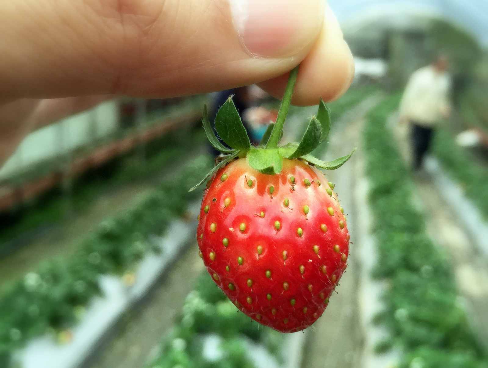 無毒農的無毒草莓