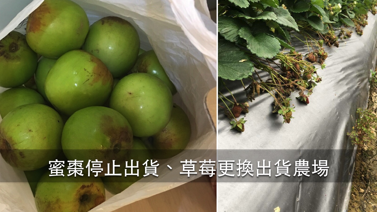 　武榮草莓，高雄蜜棗，停止出貨