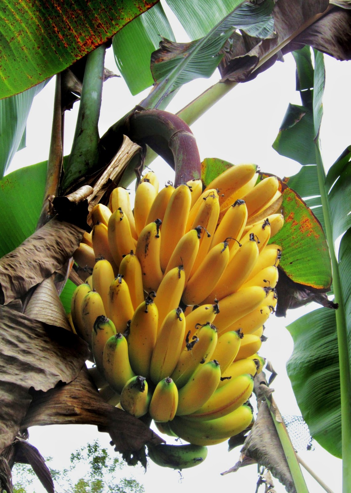 黃橙橙的香蕉還在樹上等待摘取就是在欉黃的最佳例子