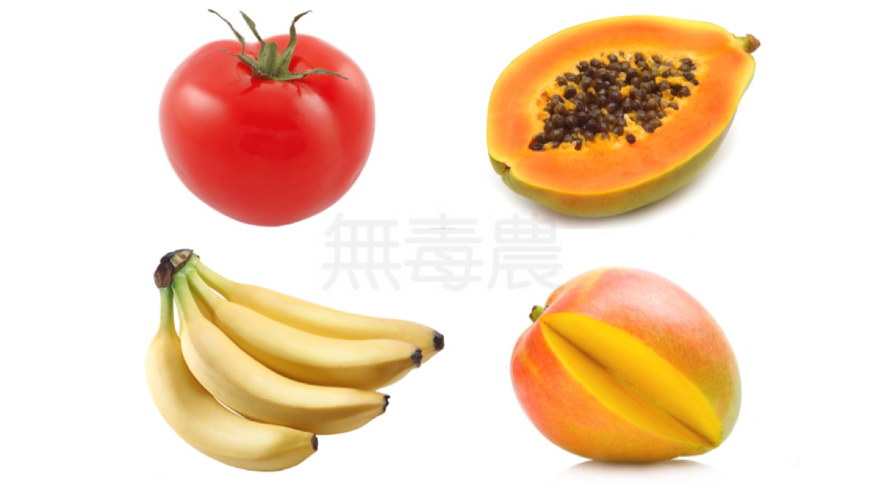 番茄、木瓜、香蕉、芒果都是常見的後熟水果