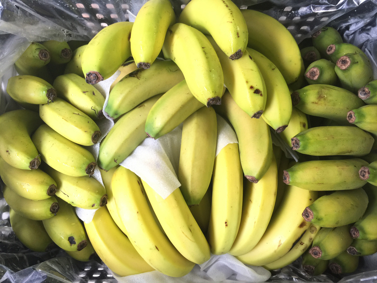 香蕉芭蕉水果图片素材-编号36556128-图行天下