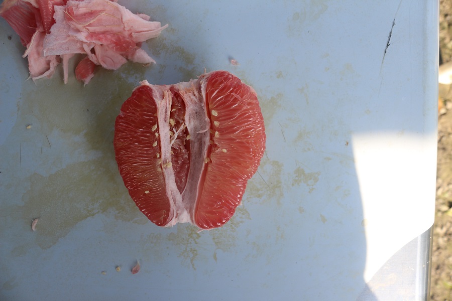 小埤里紅柚