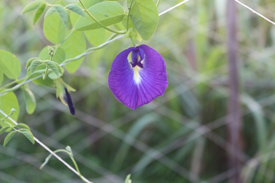 紫蝶花影有機農場
