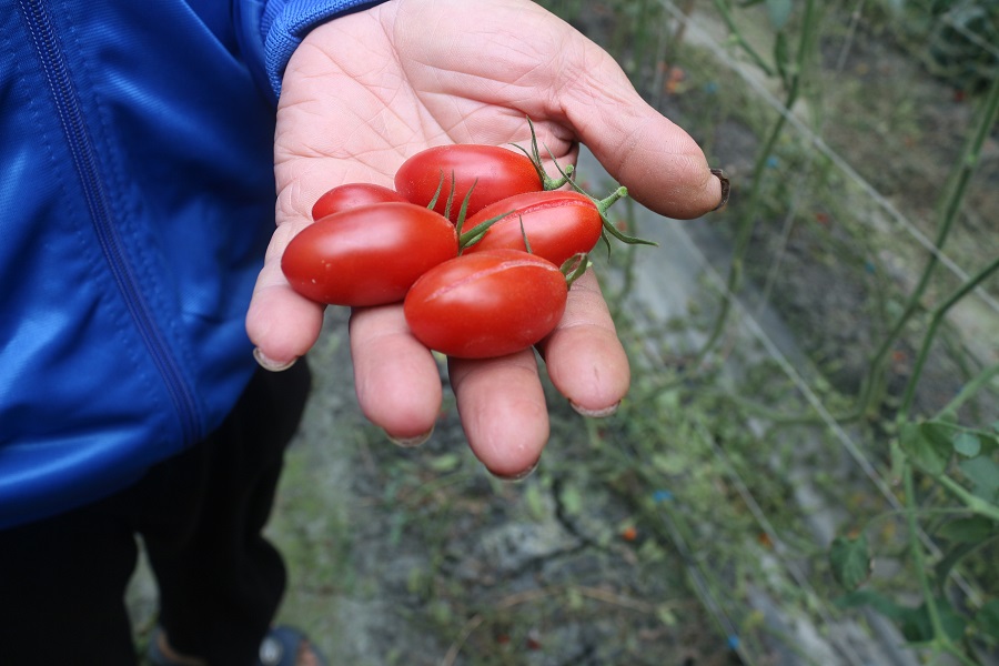 【種有機不怕失敗】碧珍農場的玉女小番茄