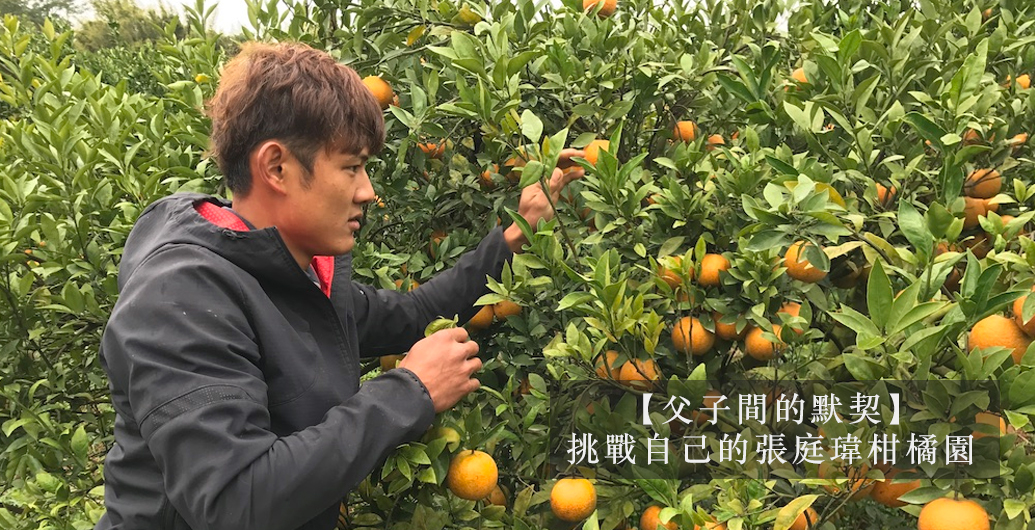 【父子間的默契】挑戰自己的張庭瑋柑橘園