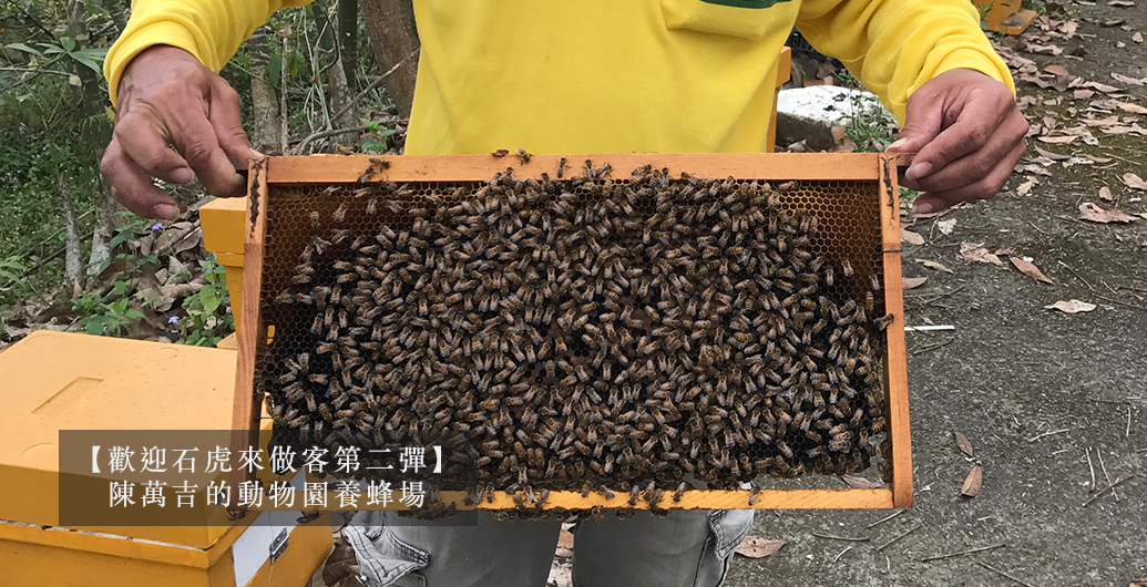 ​【歡迎石虎來做客第二彈】陳萬吉的動物園養蜂場
