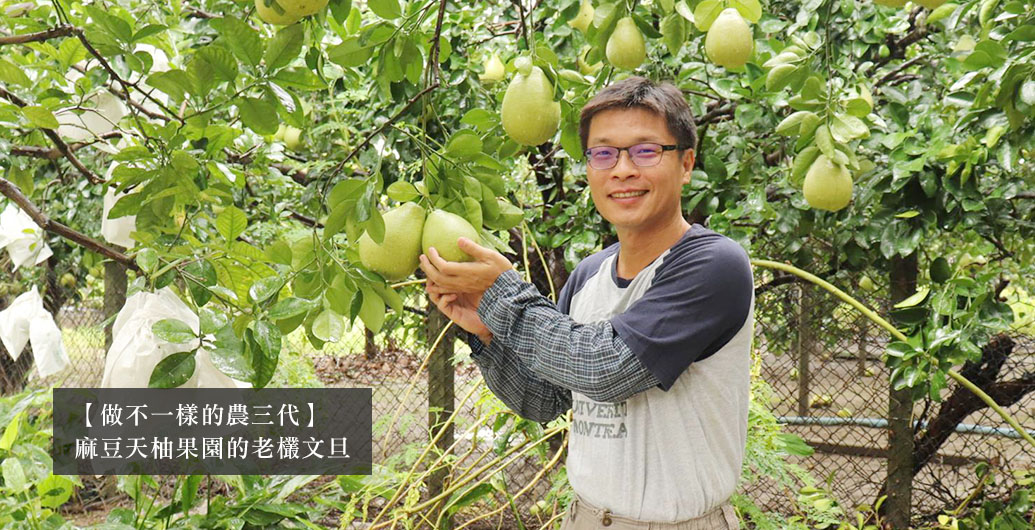 ​【做不一樣的農三代】麻豆天柚果園的老欉文旦