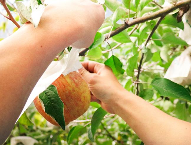 梨山蜜蘋果職人系列｜「甜莃果園」清脆蜜蘋果，科技新貴的一片孝心