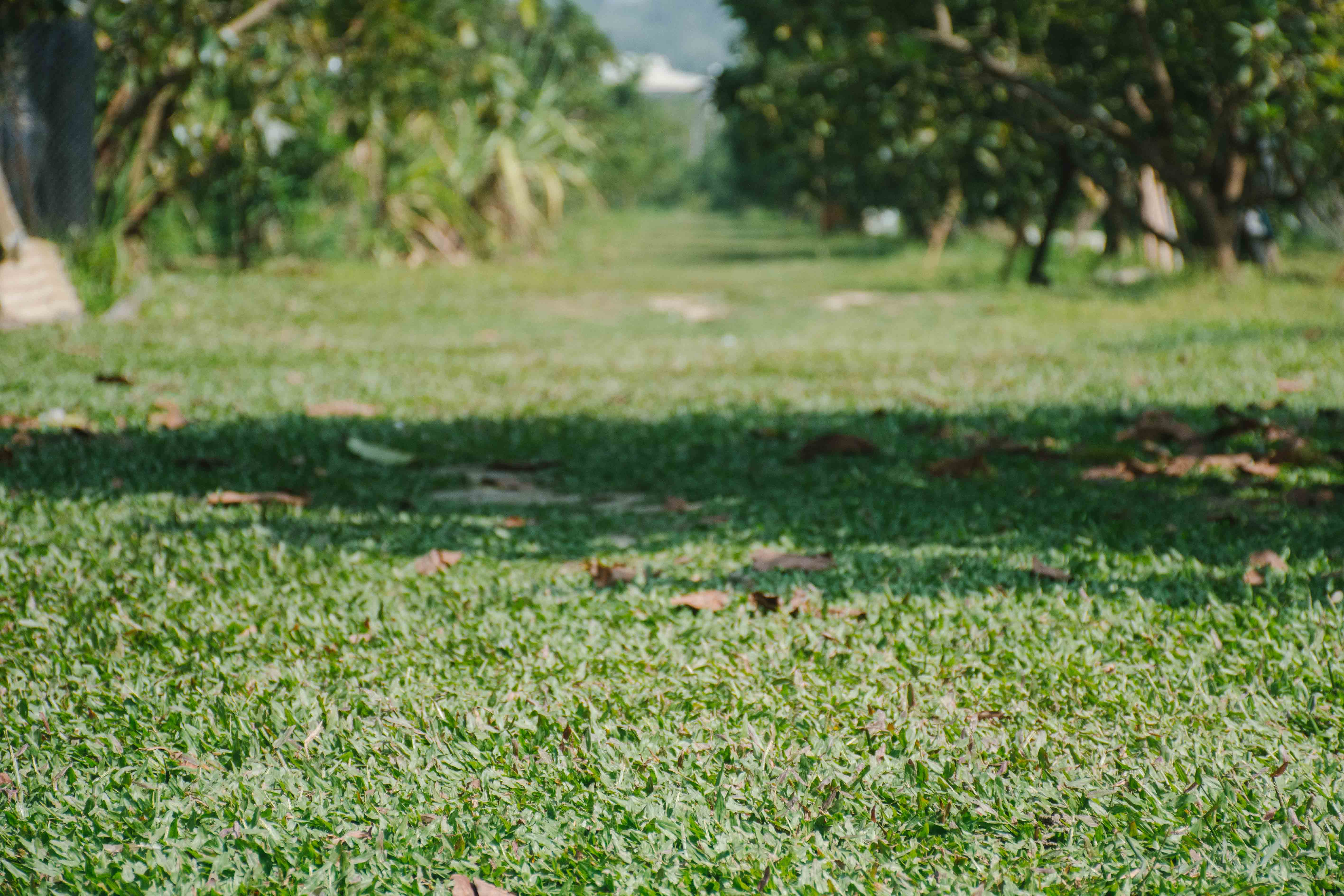 酪梨 有機 自然 台南 大內 無毒 健康 養生 幸福果 奶油果 左岸 幸福 莊園