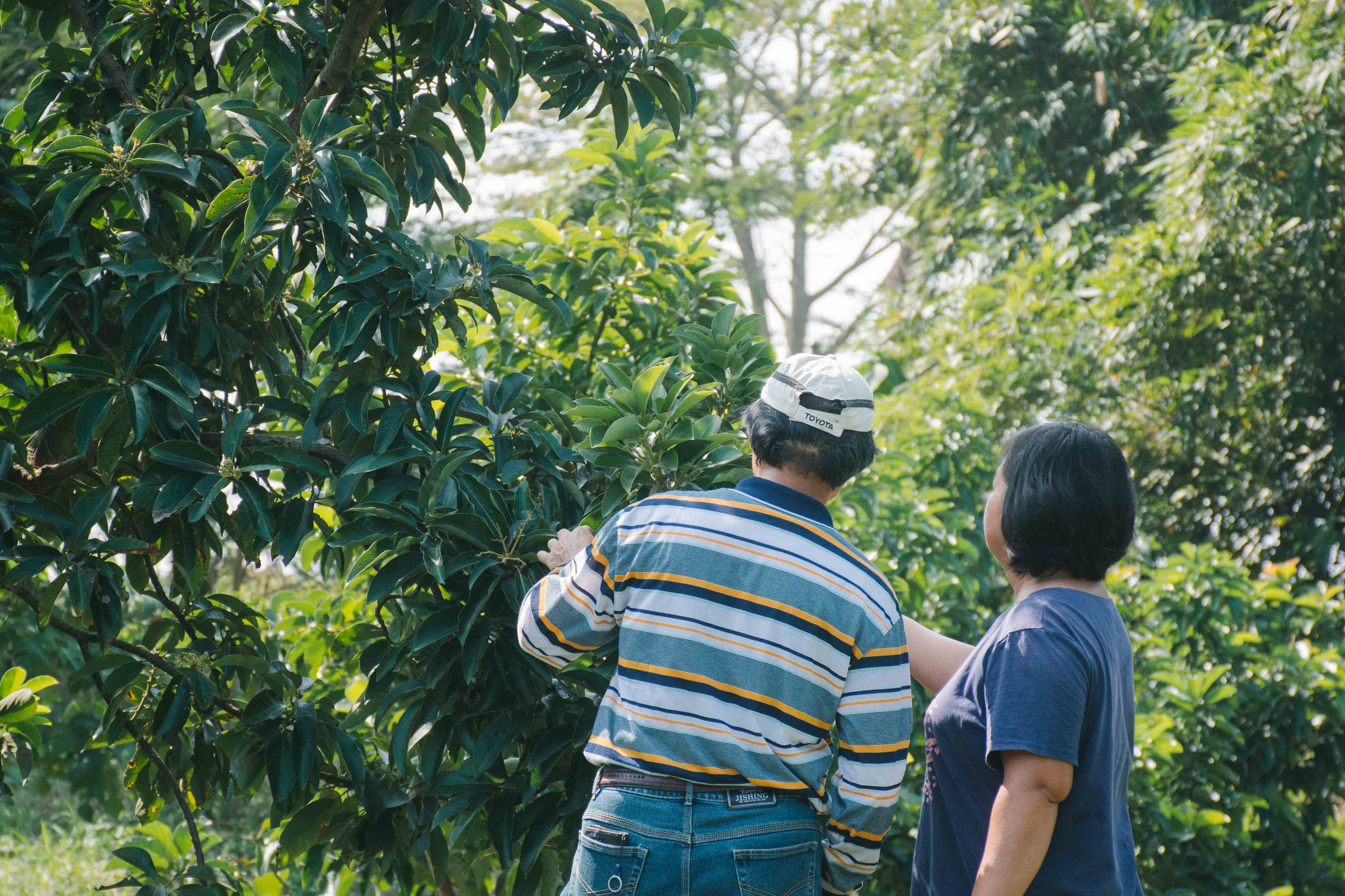 酪梨 有機 自然 台南 大內 無毒 健康 養生 幸福果 奶油果 左岸 幸福 莊園