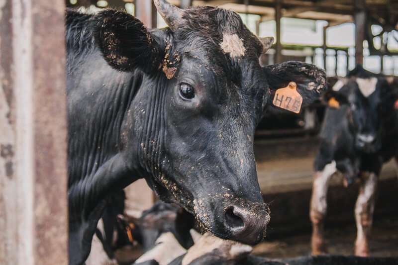 無毒農 牛 台灣牛 牛排 牛肉 不用藥 無毒 安心 健康 良牧牧場 和牧肉品 牛筋 牛尾 牛肚