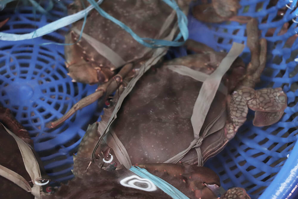 螃蟹控的你一定要知道！５種不同秋蟹的價格、產期、特色大公開