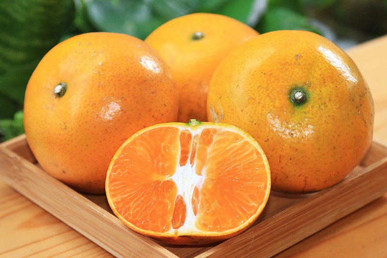 柑橘類-茂谷柑
