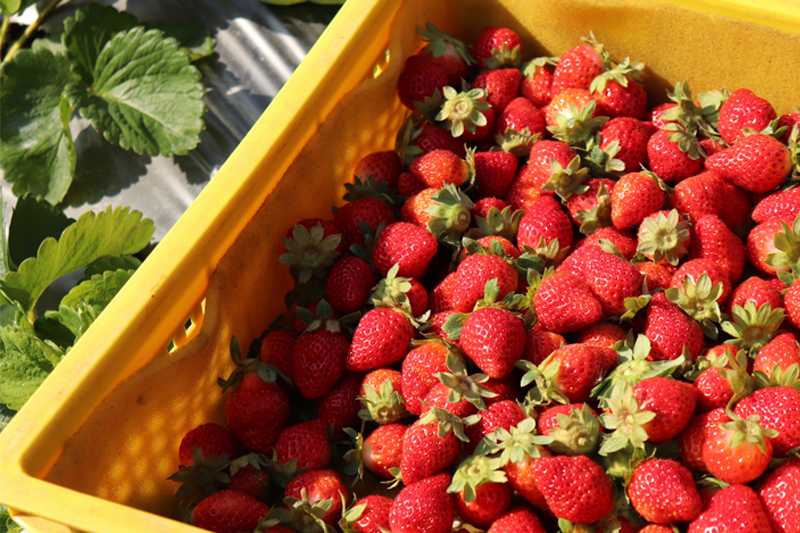 有機草莓簡單清洗就能安心吃