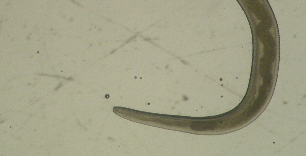 魚肚裡的蟲蟲－海獸胃線蟲