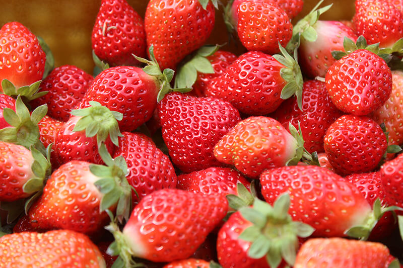 有機草莓職人尋訪｜自我品質要求超高的「苗栗獅潭鴨子草莓園」