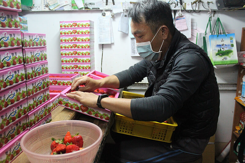 有機草莓職人尋訪｜自我品質要求超高的「苗栗獅潭鴨子草莓園」