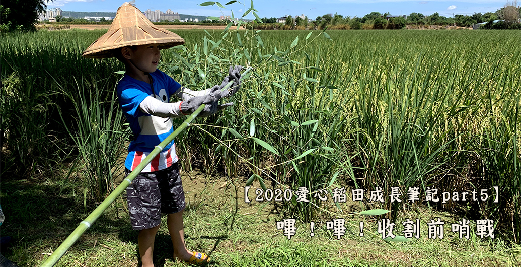 【2020愛心稻米成長筆記 part5】嗶！嗶！收割前哨戰