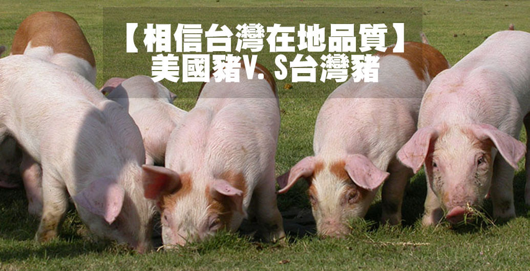 美國豬vs台灣豬？支持台灣在地豬農，相信台灣豬品質！
