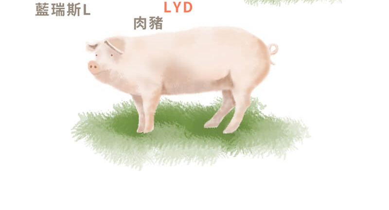 LYD白豬