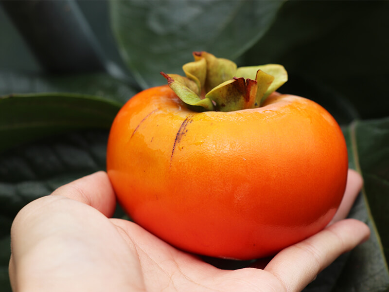柿子營養價值原來這麼多！但你可知道柿子食用禁忌有哪些嗎？