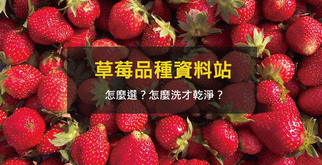 草莓品種、清洗懶人包｜怎麼選購草莓品種、草莓清洗訣竅不煩惱