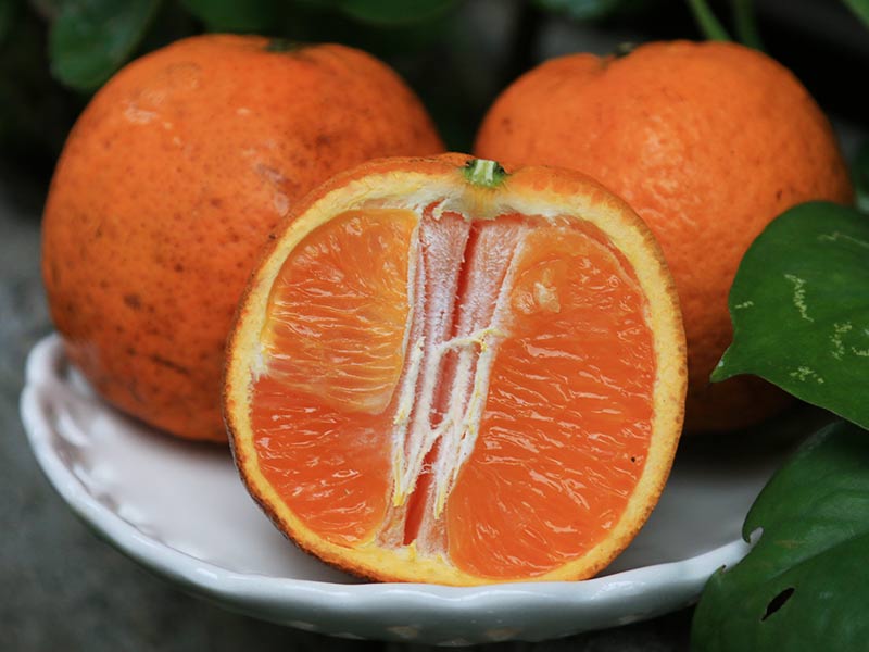 柑橘怎麼挑