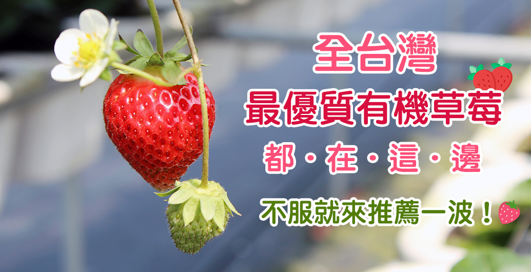 【有機無毒草莓集中地】全台灣最優質的草莓都在這邊！