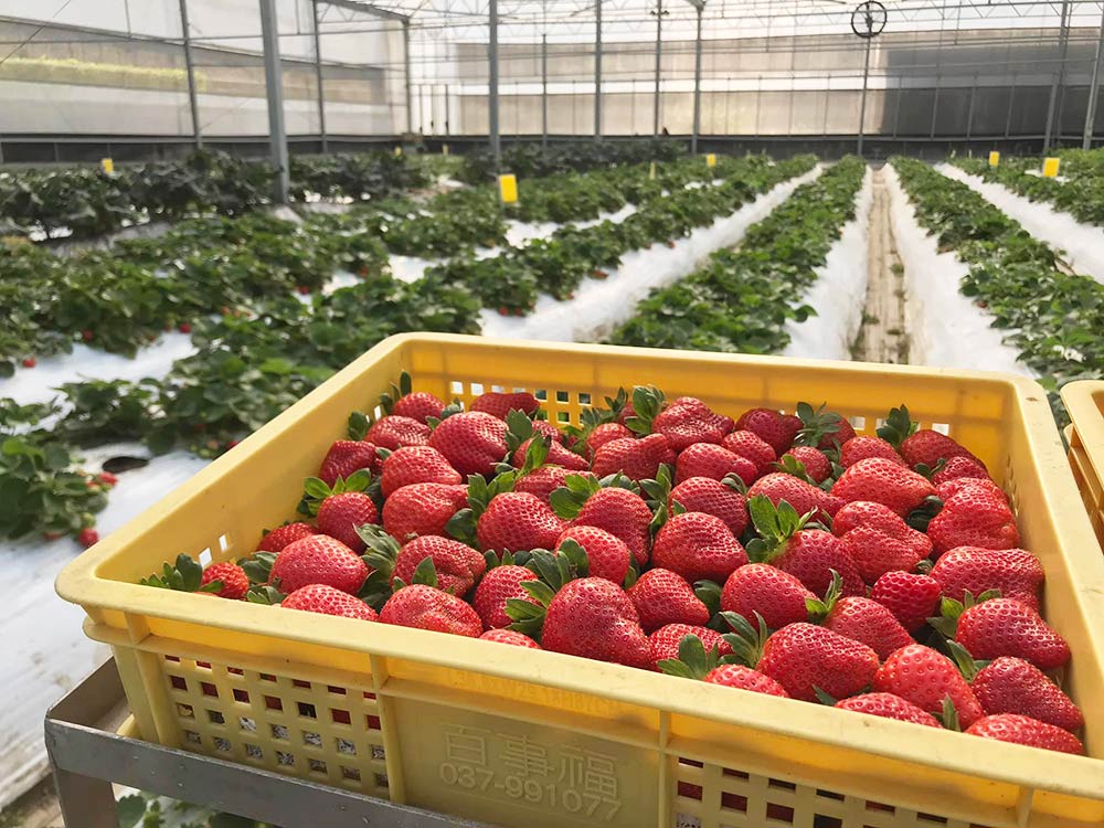 溫室有機草莓_竹青亭農場