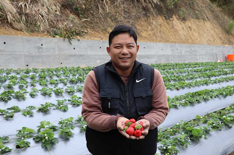 天藍果園的凱文哥，栽種零農藥檢出的無毒草莓