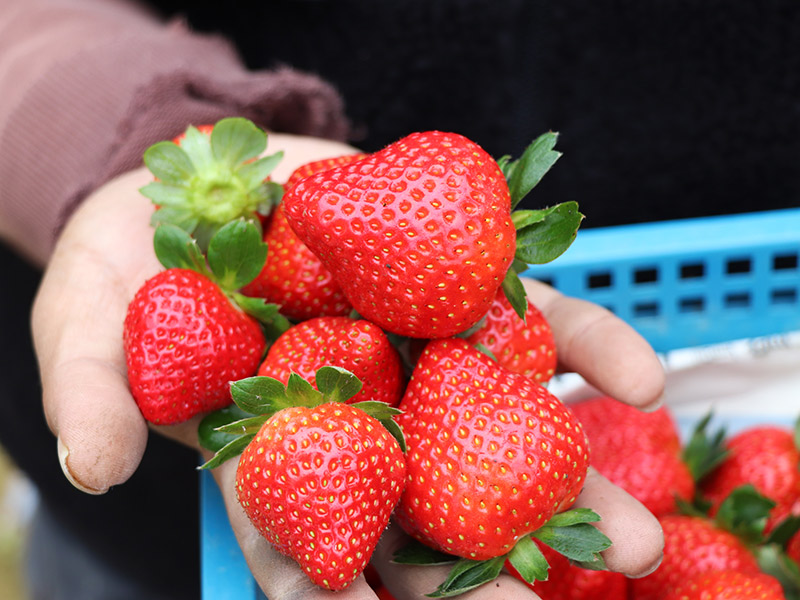天藍果園,草莓,無農藥,草莓品種,小農
