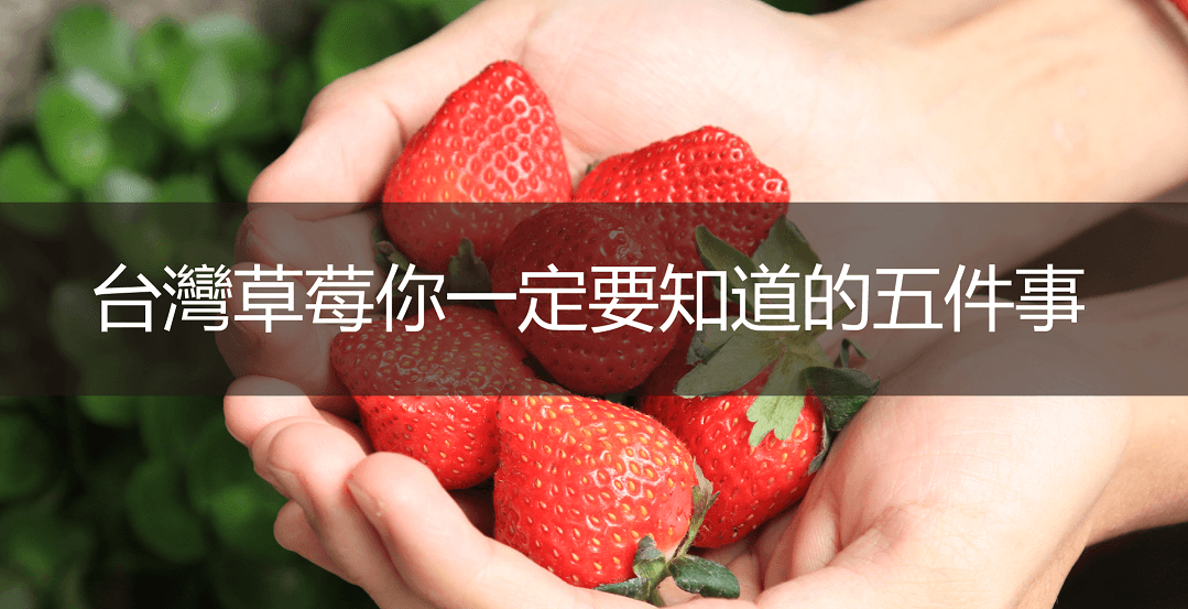 台灣草莓越紅越甜？表面顆粒是什麼？草莓你一定要知道的5件事