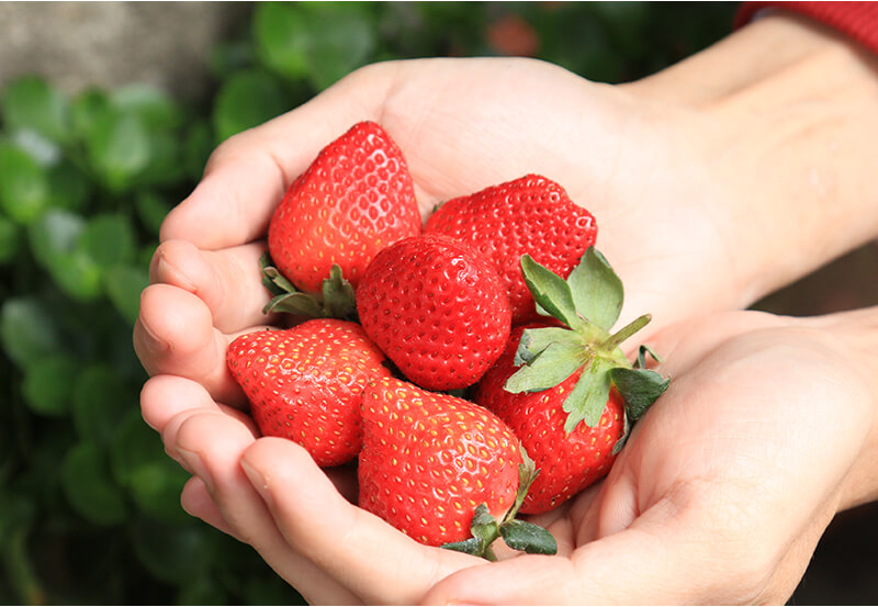 草莓越紅越甜？表面顆粒是什麼？你需要知道的草莓５大秘密