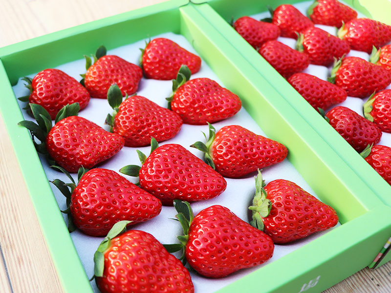 沐光農場,紅顏草莓,草莓,溫室,無毒農,無毒,台中,水果,禮盒