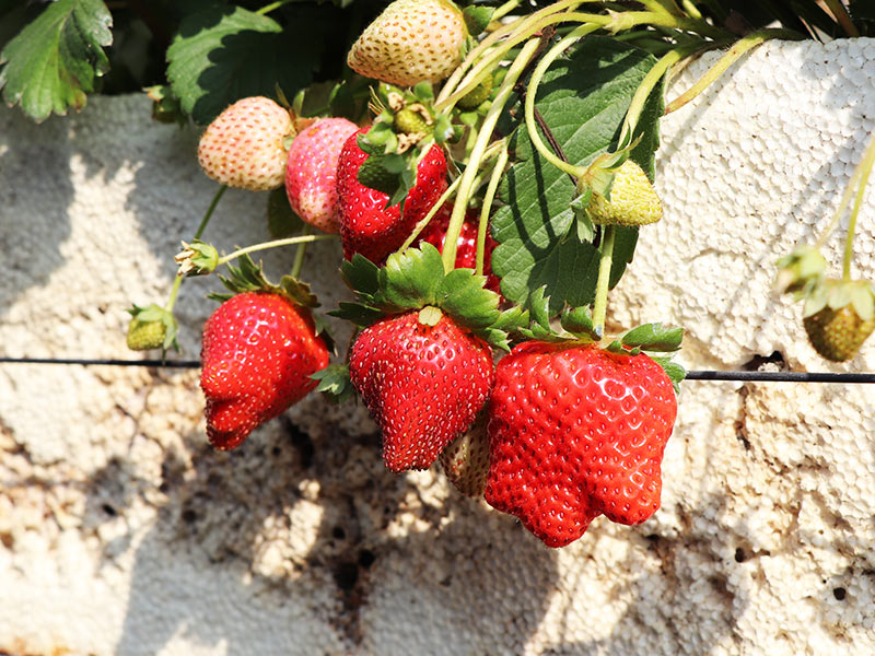 優雪草莓,草莓,大安,台南,有機,無毒,有機轉,品種,無毒農