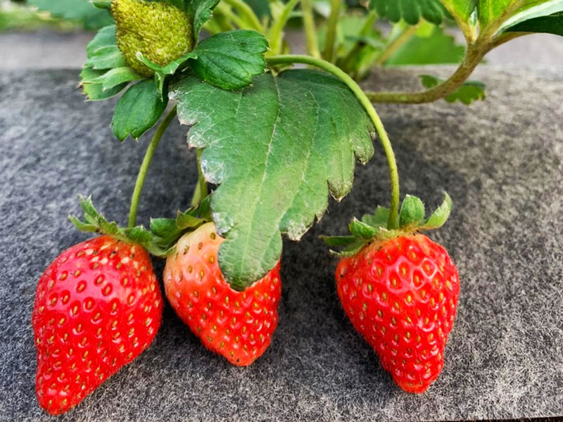 優雪草莓,草莓,有機,無毒農,品種,嘉義