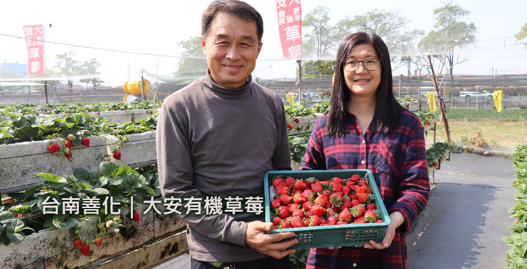 有機草莓職人尋訪｜「台南大安草莓園」優雪草莓的第２個故鄉