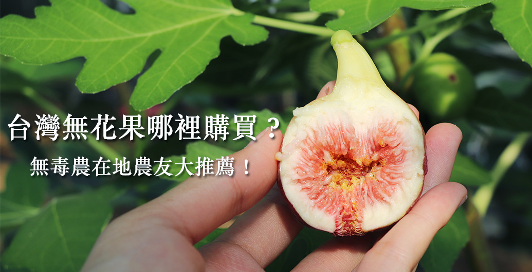 台灣無花果哪裡購買？無毒農在地農友大推薦！