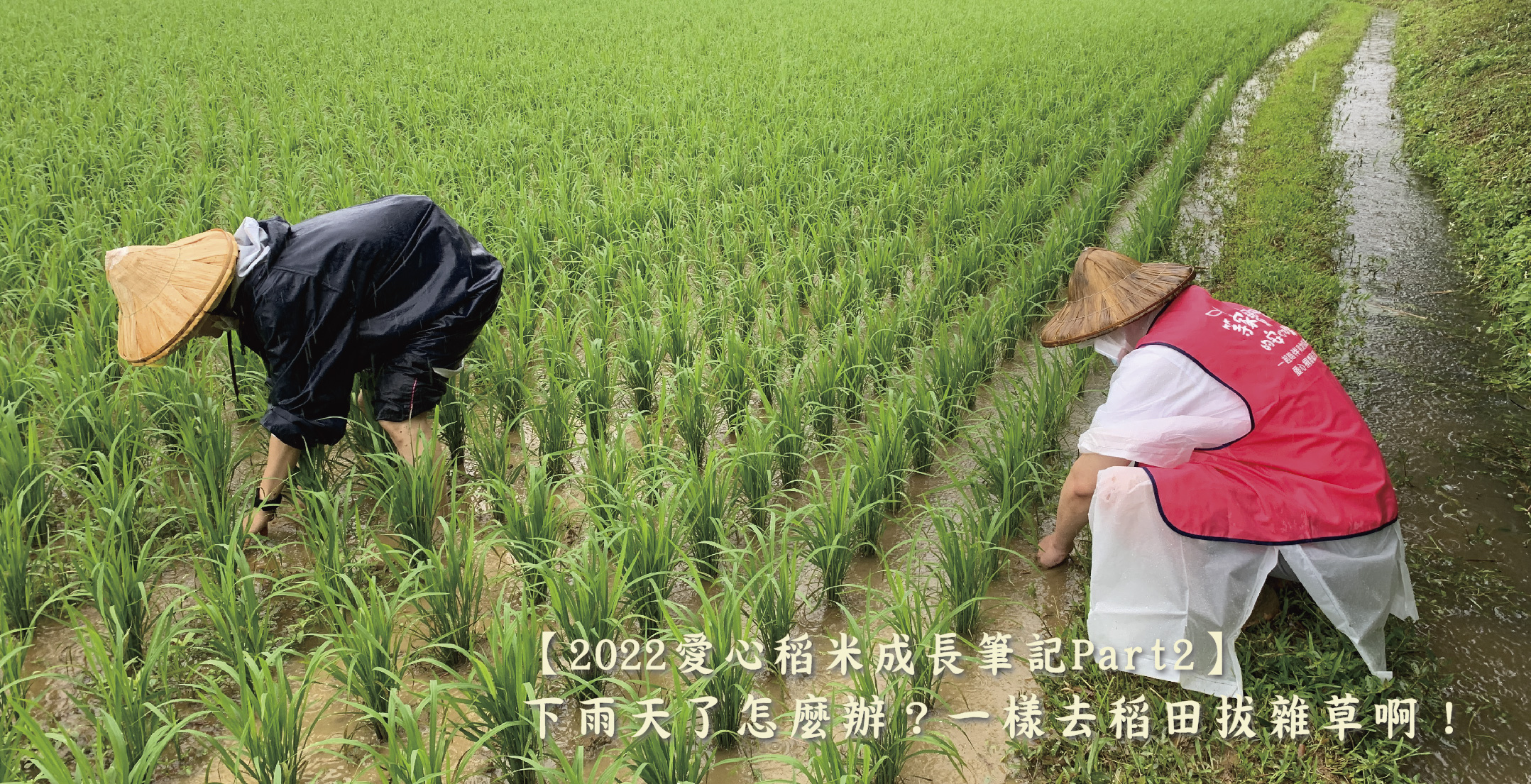 【2022愛心稻米成長筆記Part2】下雨天了怎麼辦？一樣去稻田拔雜草啊！