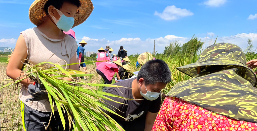 【２０２２愛心稻米成長筆記Ｐａｒｔ３】與大孩子們的割稻初體驗