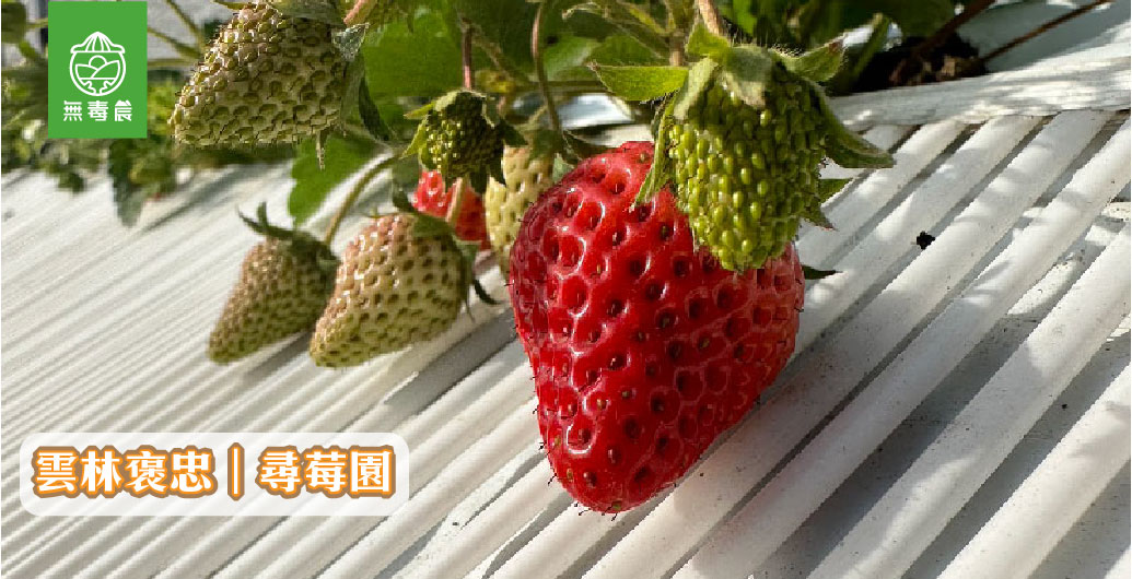 【尋莓園】細心栽培浪漫草莓園
