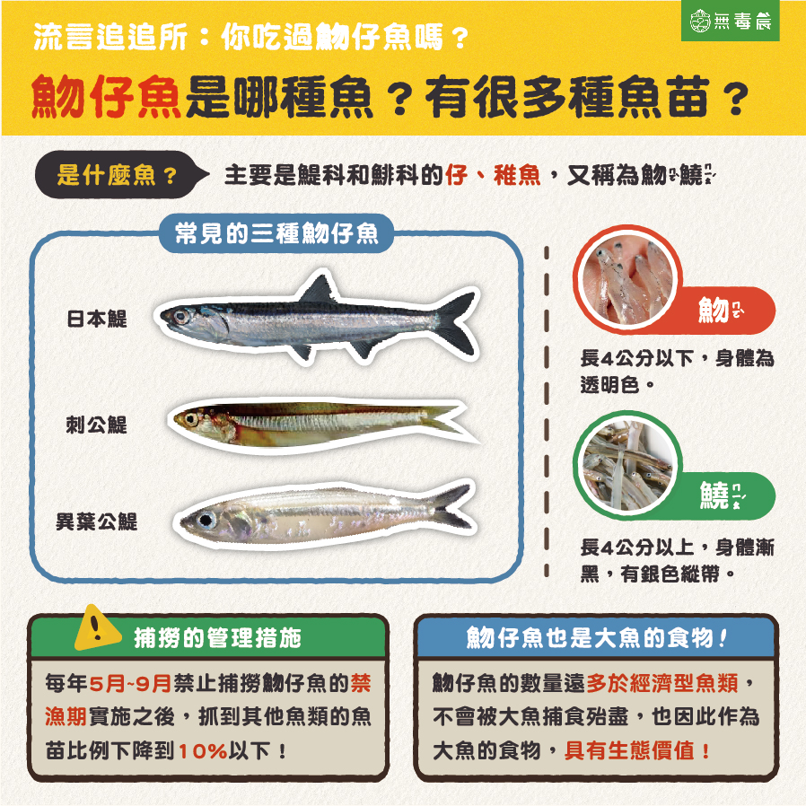 魩仔魚 魩鱙 魩仔魚是什麼魚 魚苗 捕撈 管理措施 政府管理 三種魩仔魚
