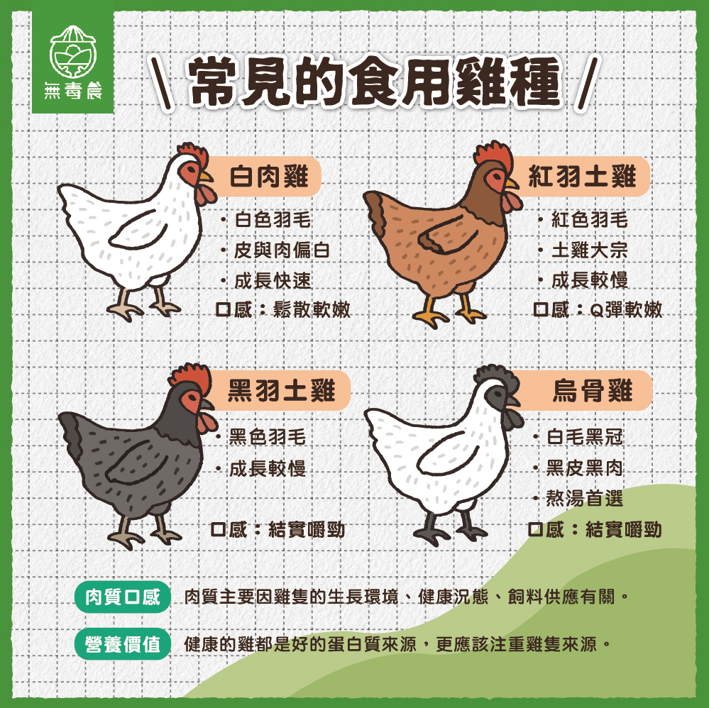 雞 雞肉 雞隻 食農 蛋白質 雞肉營養 肉雞 雞隻種類