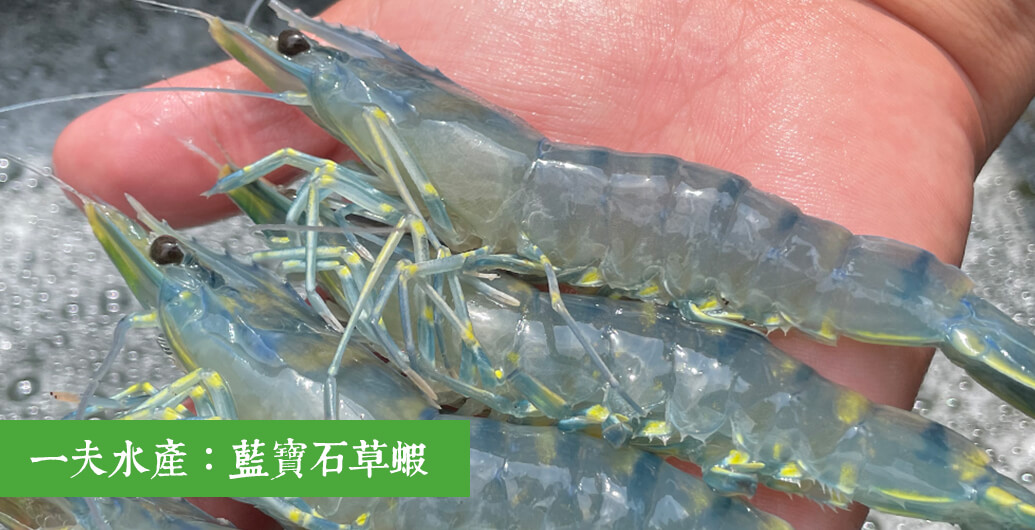 一夫水產：探索美味與品質的藍寶石草蝦專家